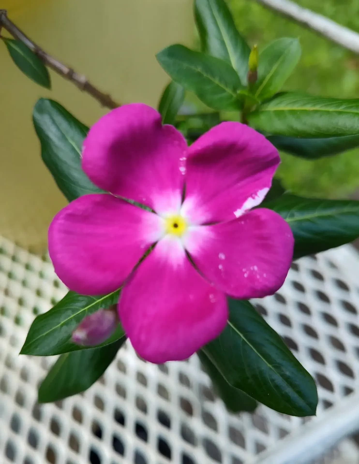 Marie Patty image