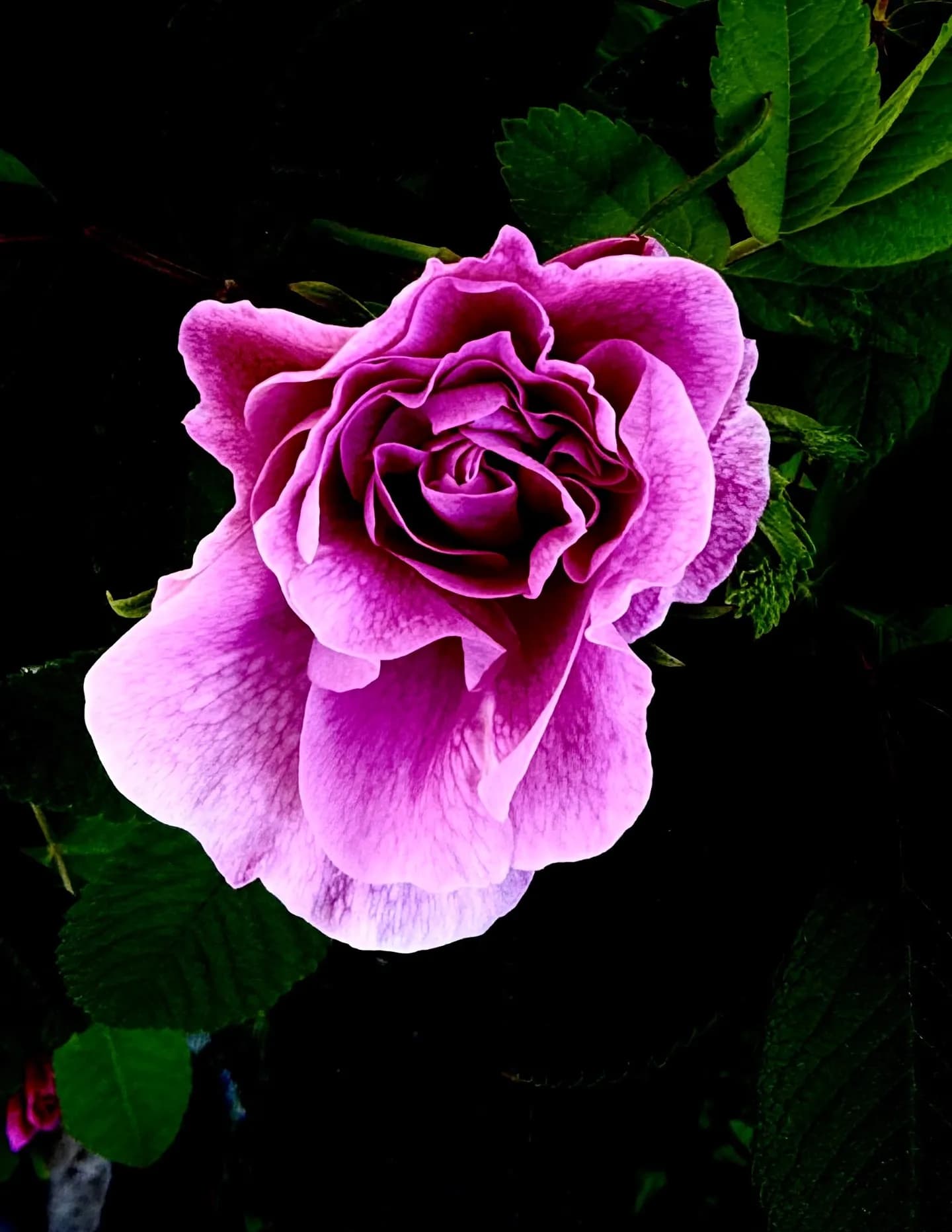 ClunieB image