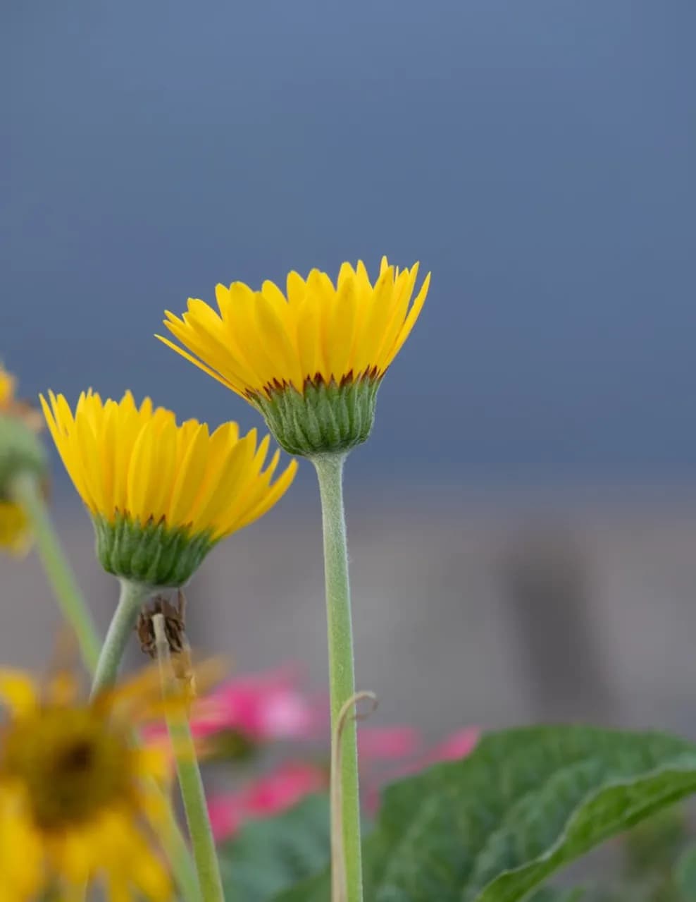 Ingrid Portier Photography image