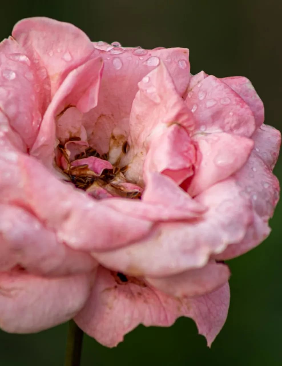 Ingrid Portier Photography image