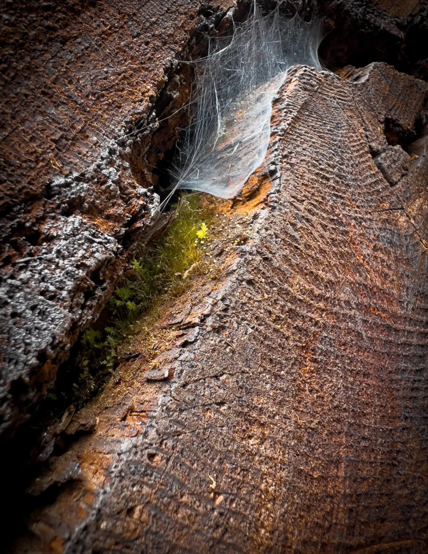 Lorinda Buck image