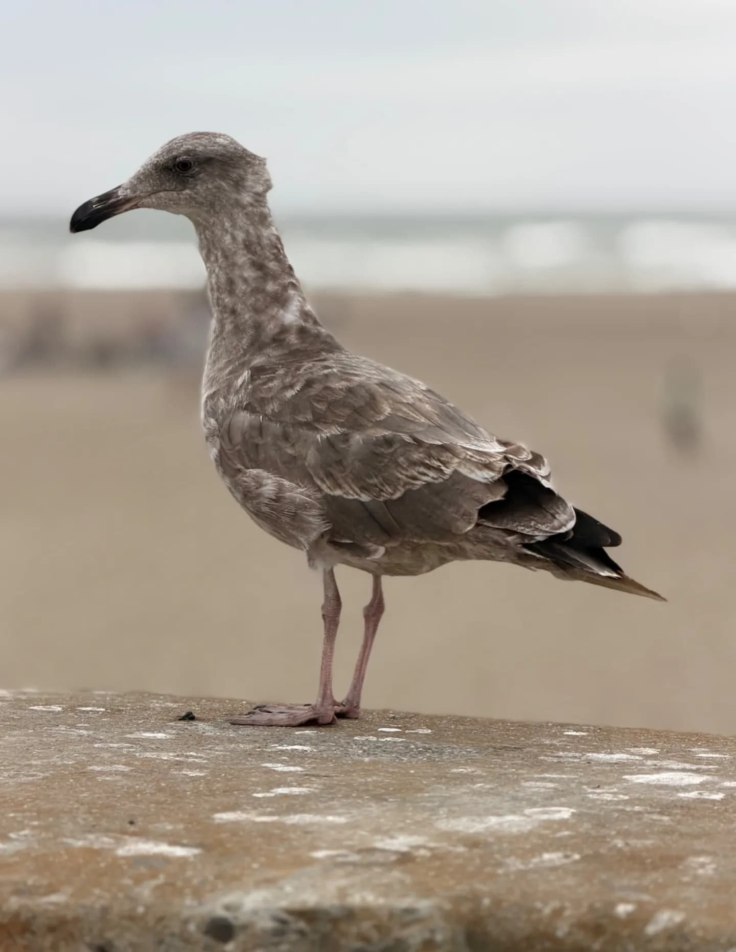 ChristyNPrice image