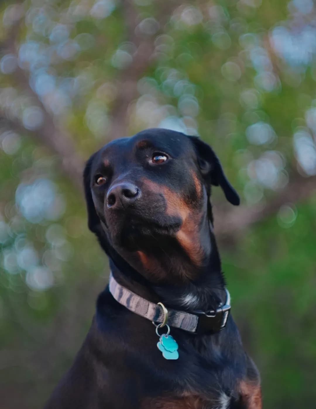 Bradley Bean image