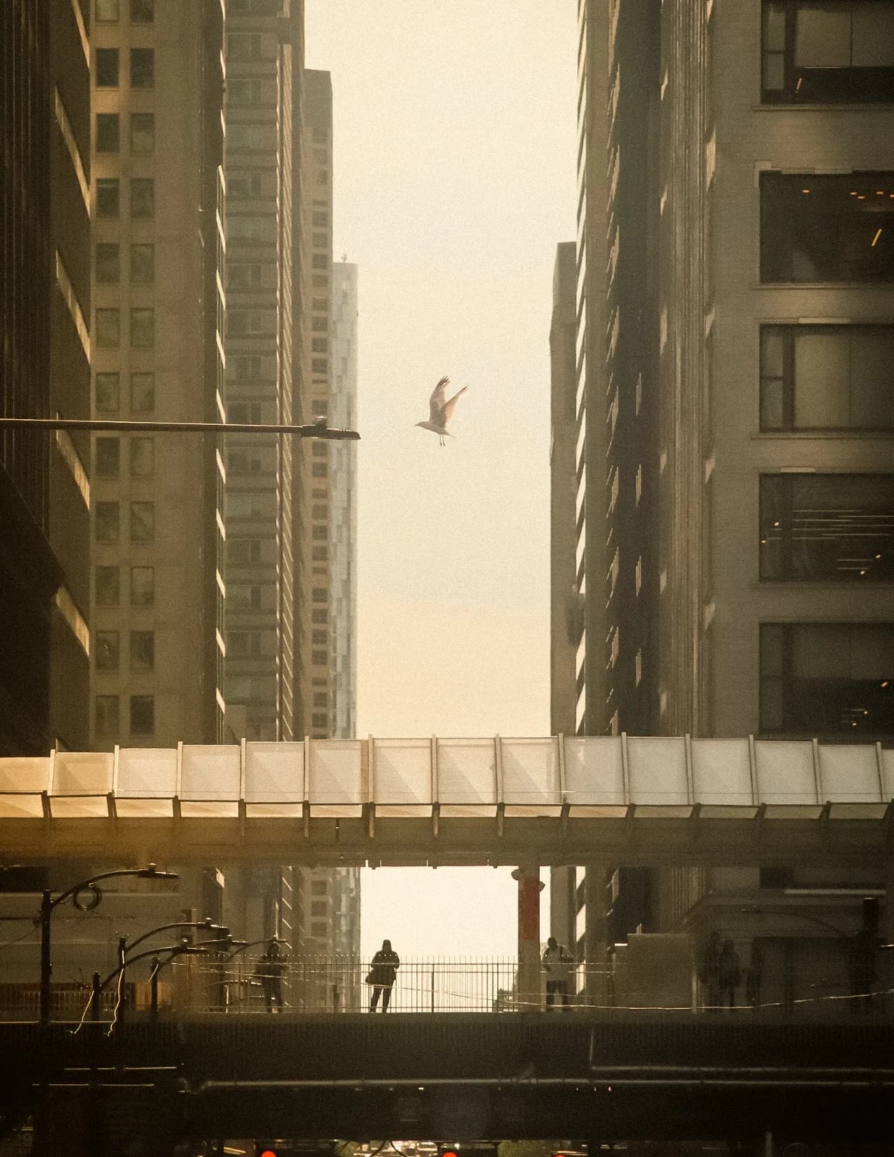 801Apollo image