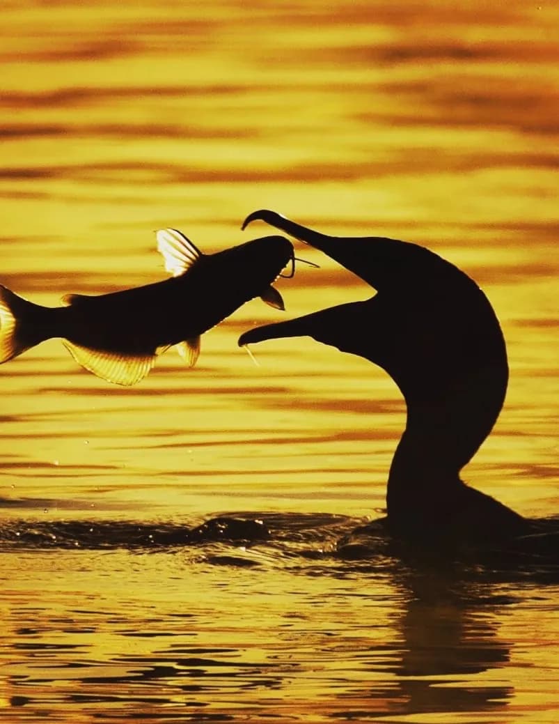 SeanFisher image
