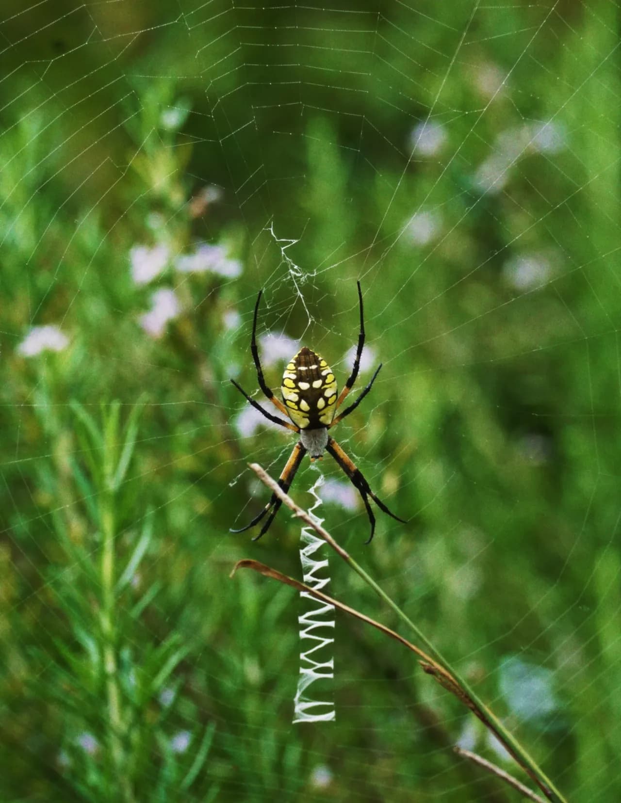 SpiritedLens image