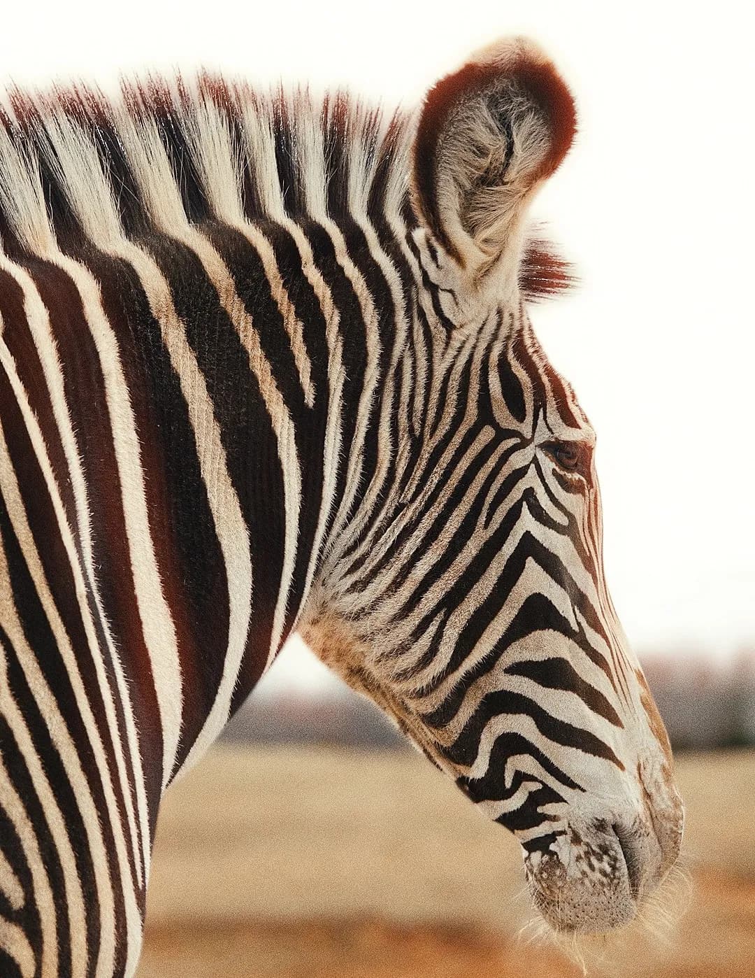 SpiritedLens image
