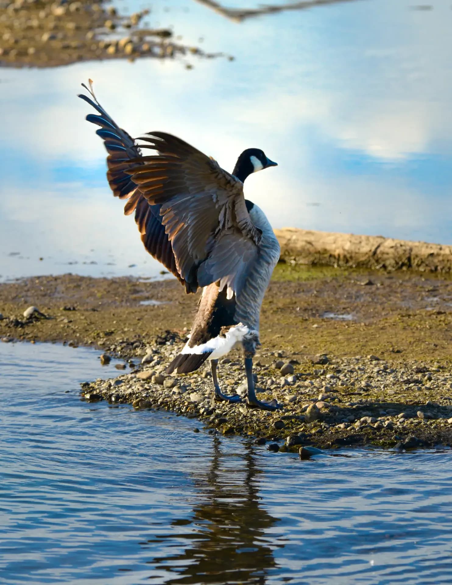 competitor JpKR3