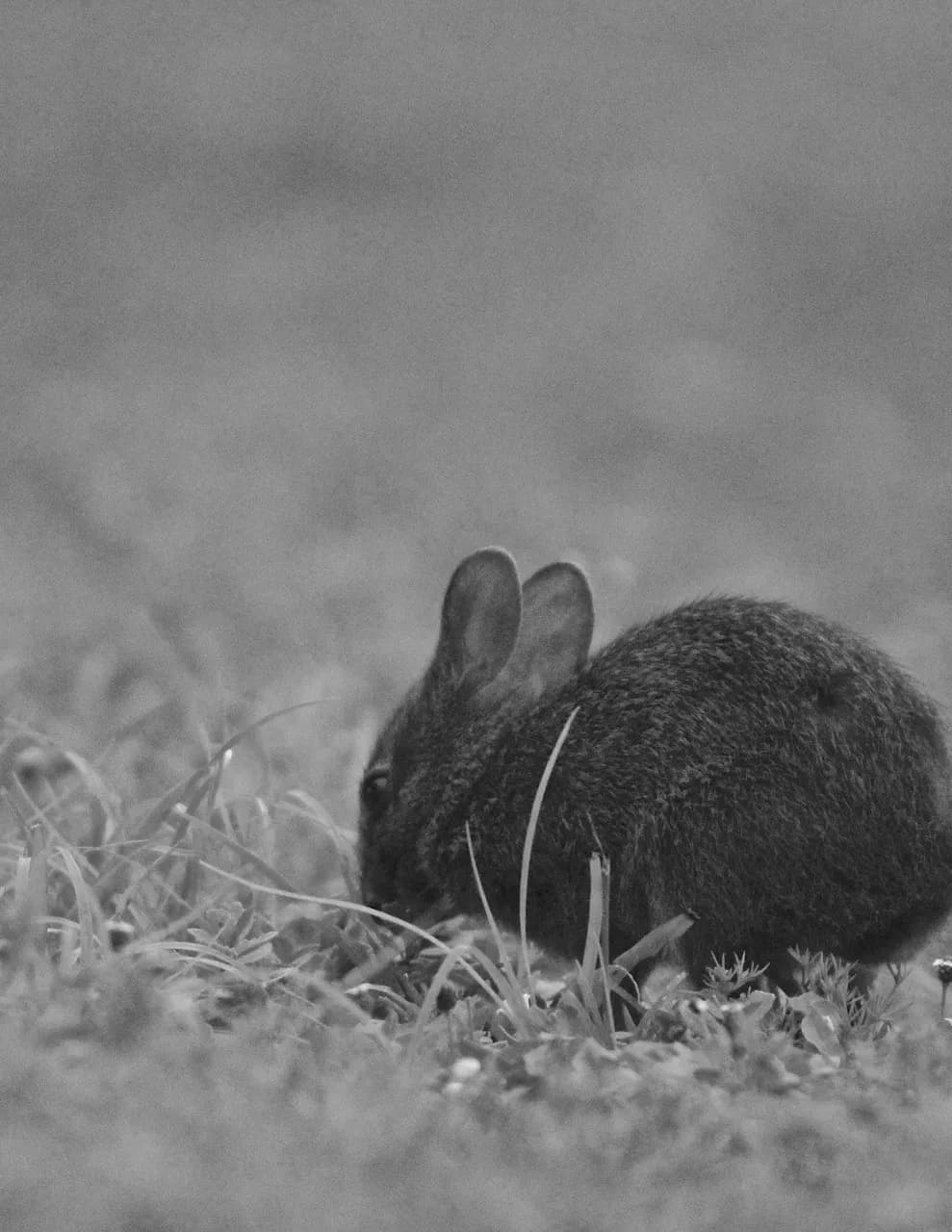 Dmj.Photography image
