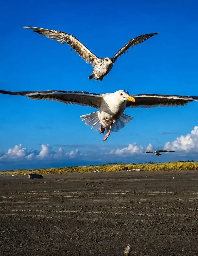 Richard Shepherd image