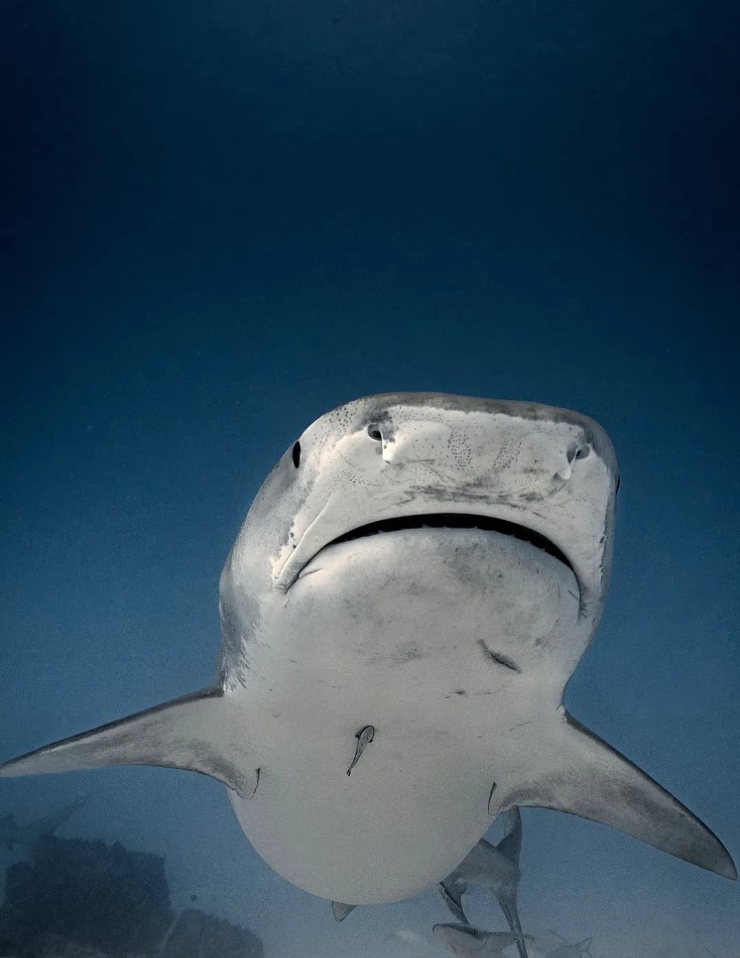 cbongard image