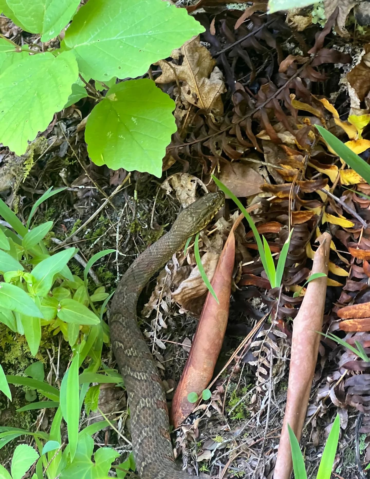 Josh Sneyd image