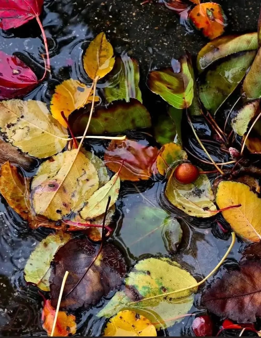 Diane Walls image
