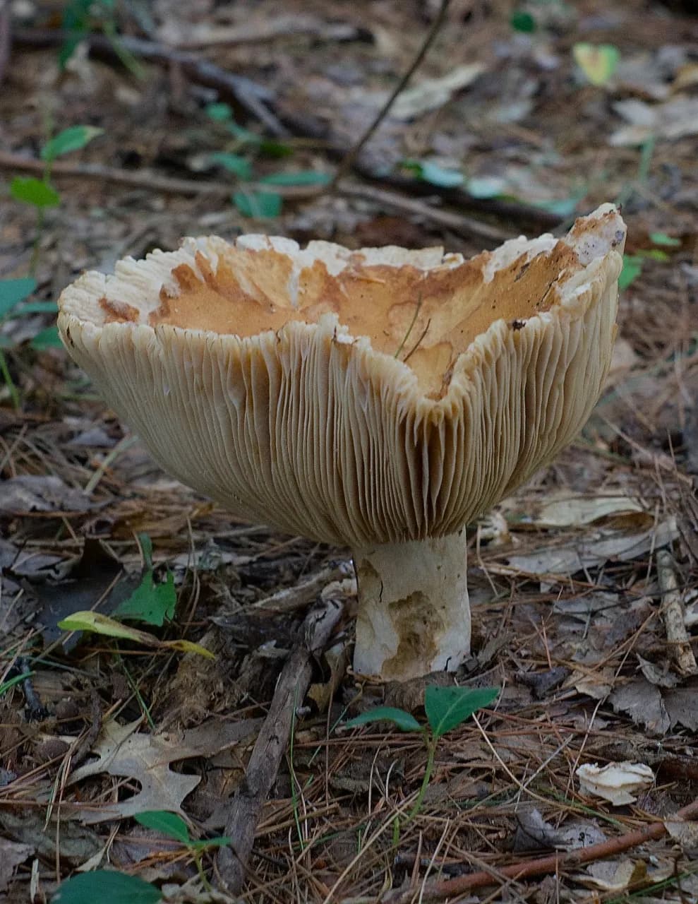 GloomyShroomy image
