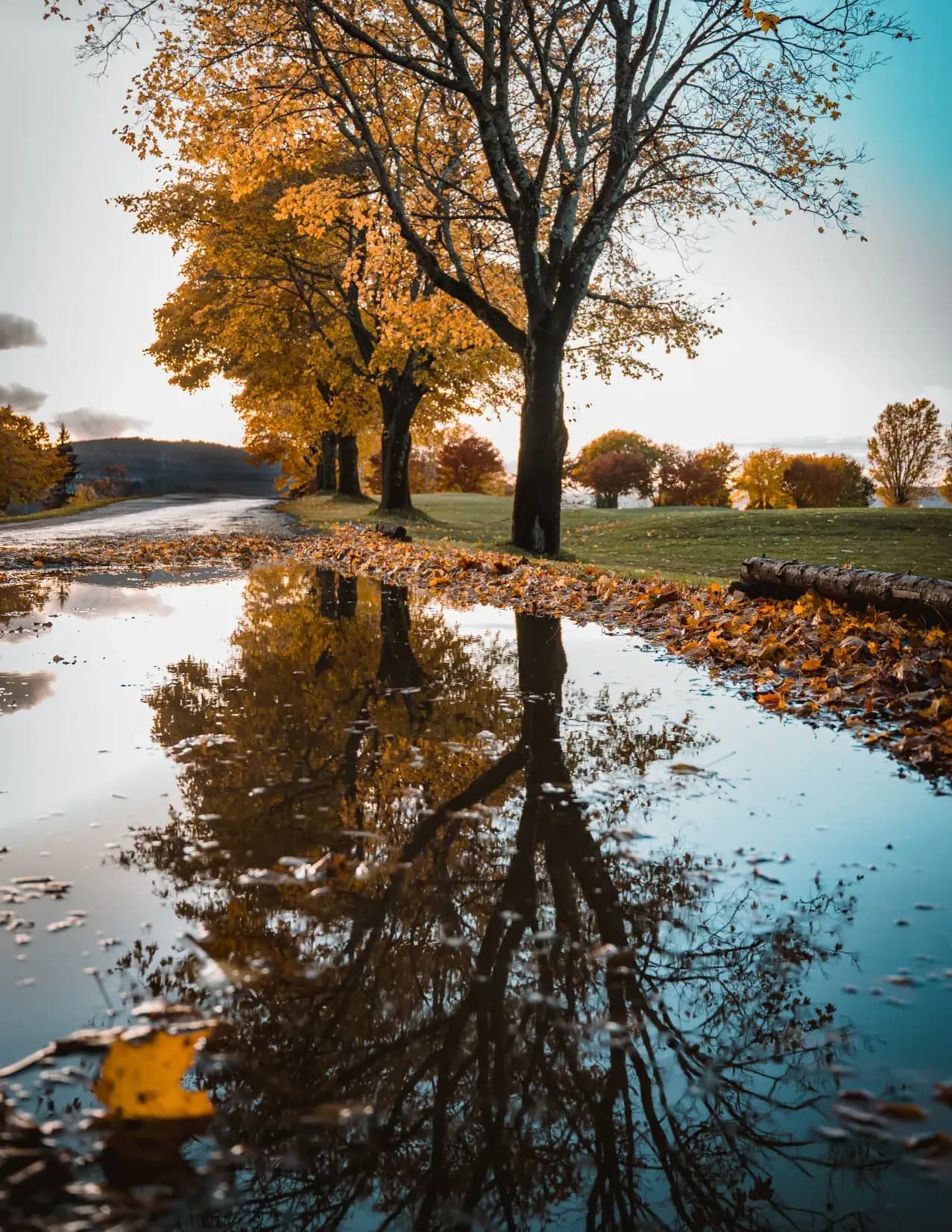 Nicole Sparkes image
