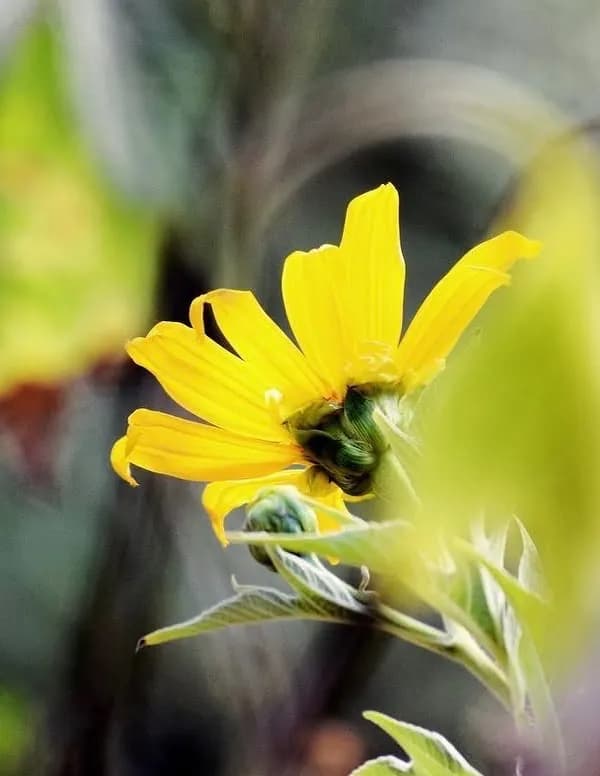 throughaaliyaseyes image