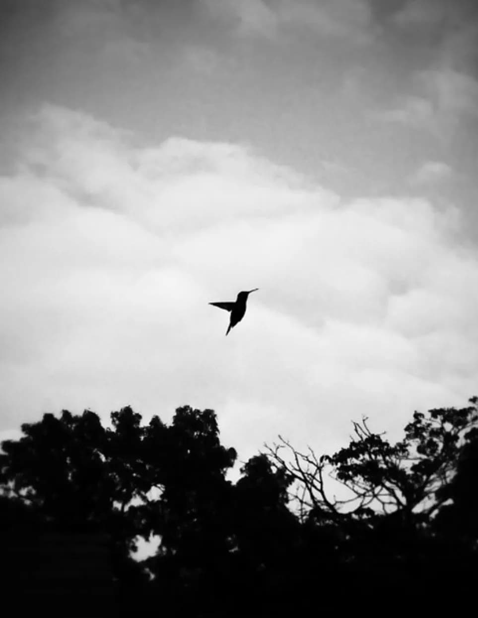 rapturex22 image