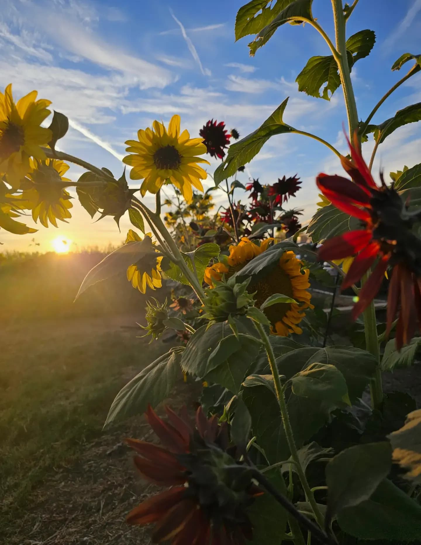 Bughousephotography image