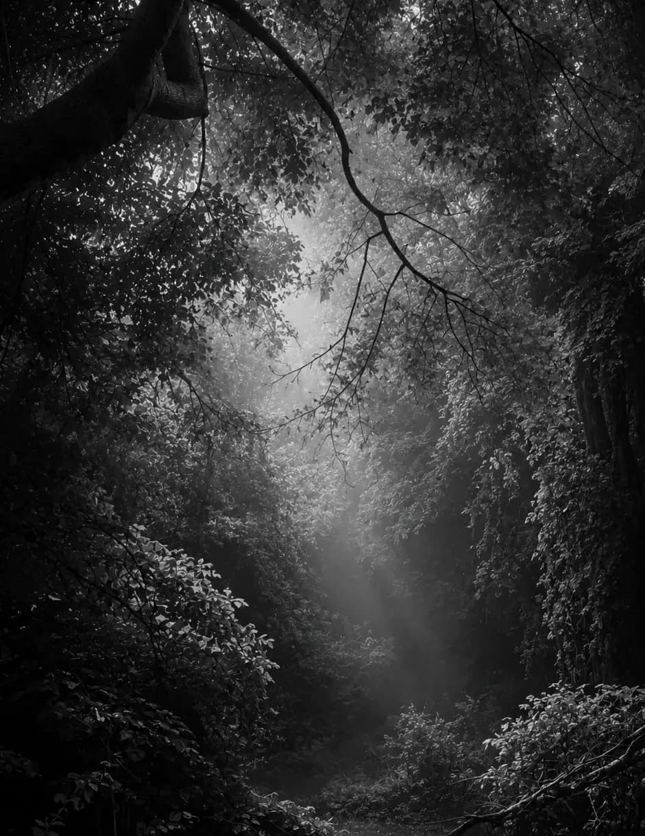 Jdmoonlight image