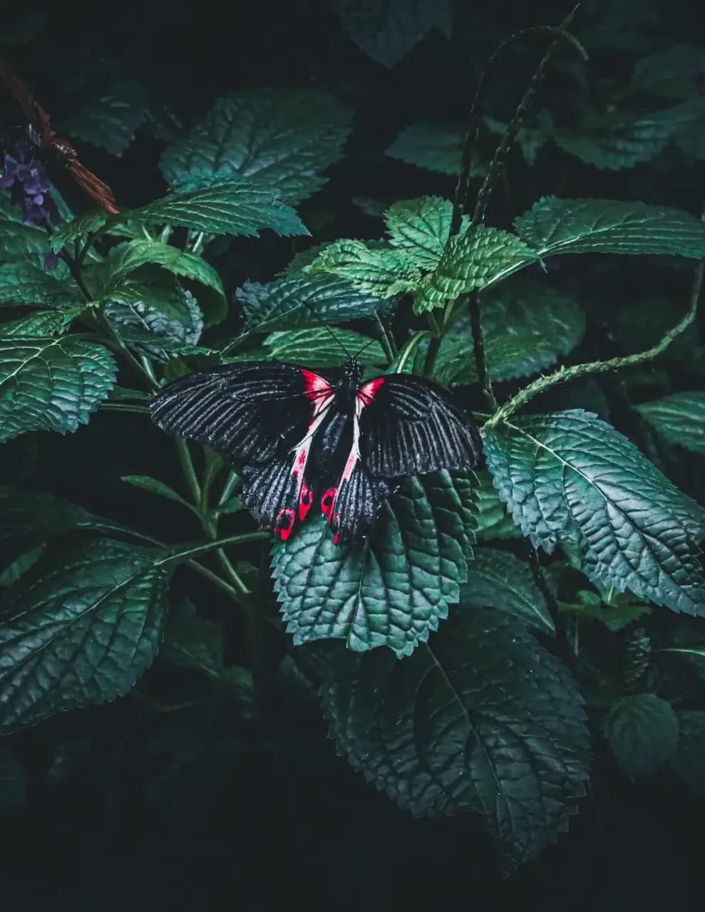 Tiffany Ruffolo image