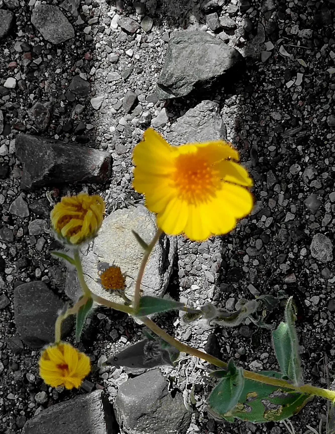Michael Carmine image