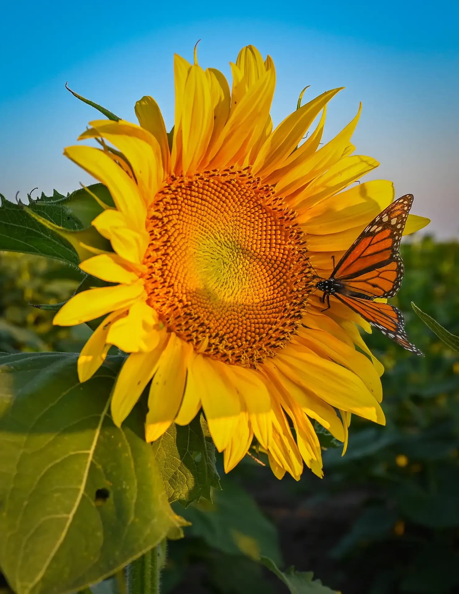 Luke L. Olson image