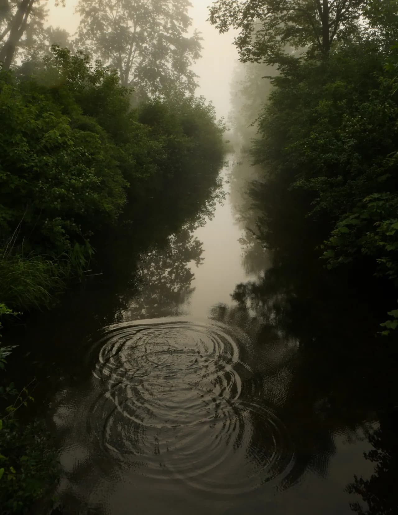 Tino Berardi image
