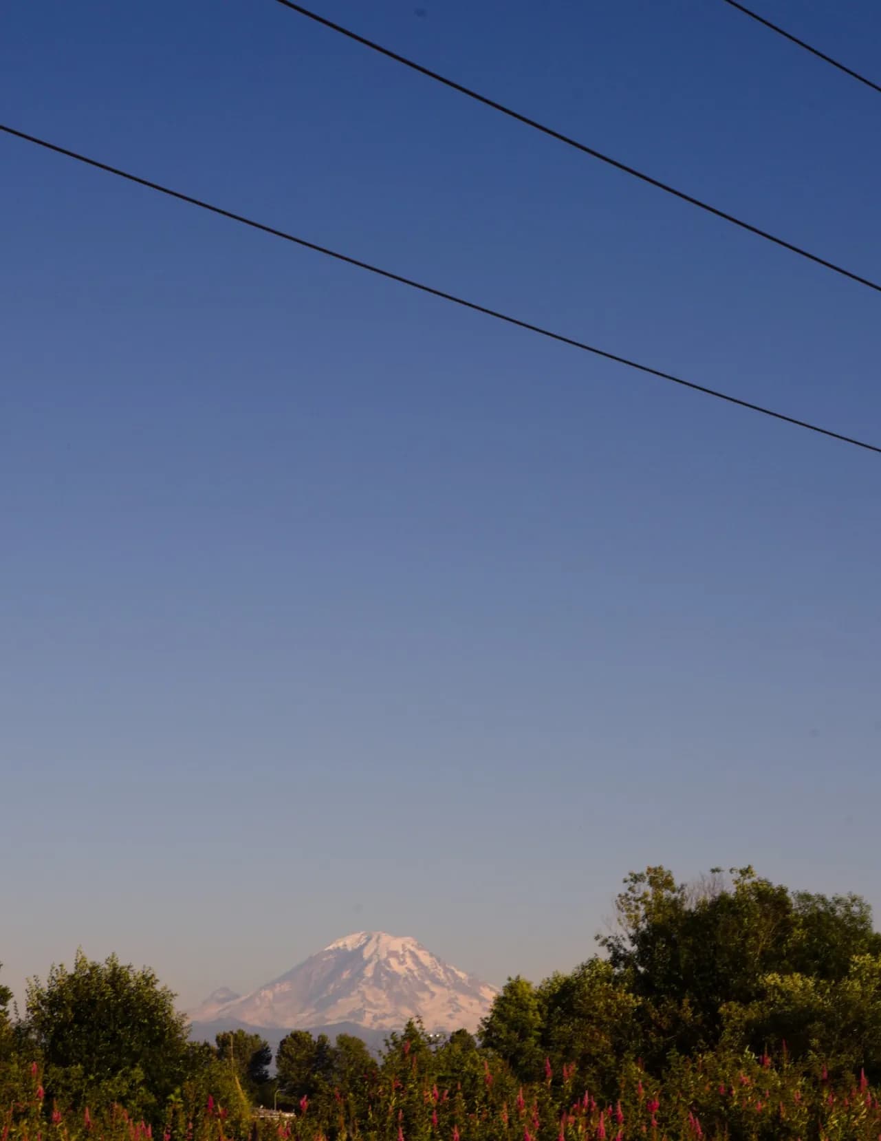 Ivancruz image