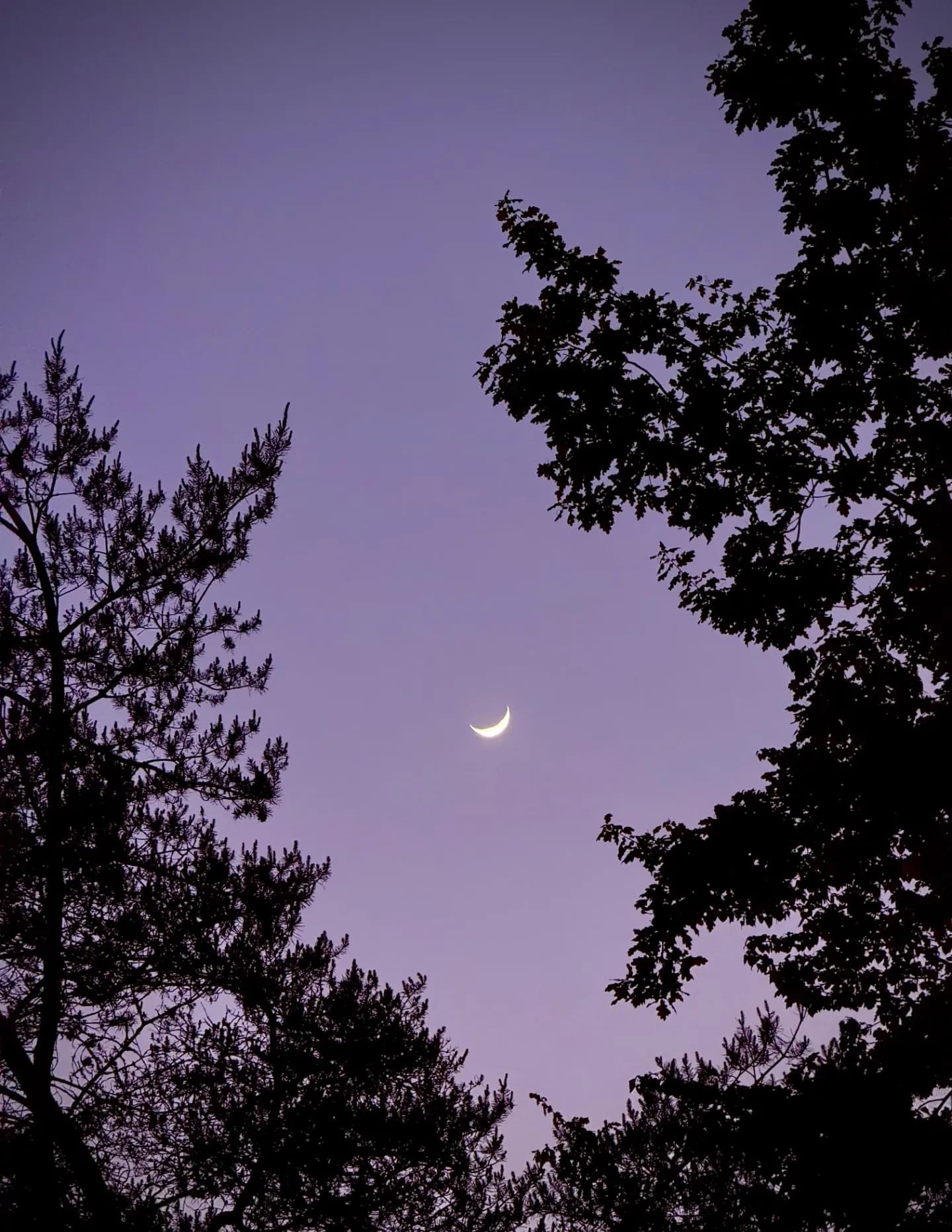 Ivancruz image