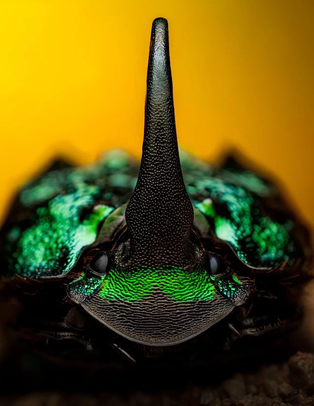 EllridgePhotography image