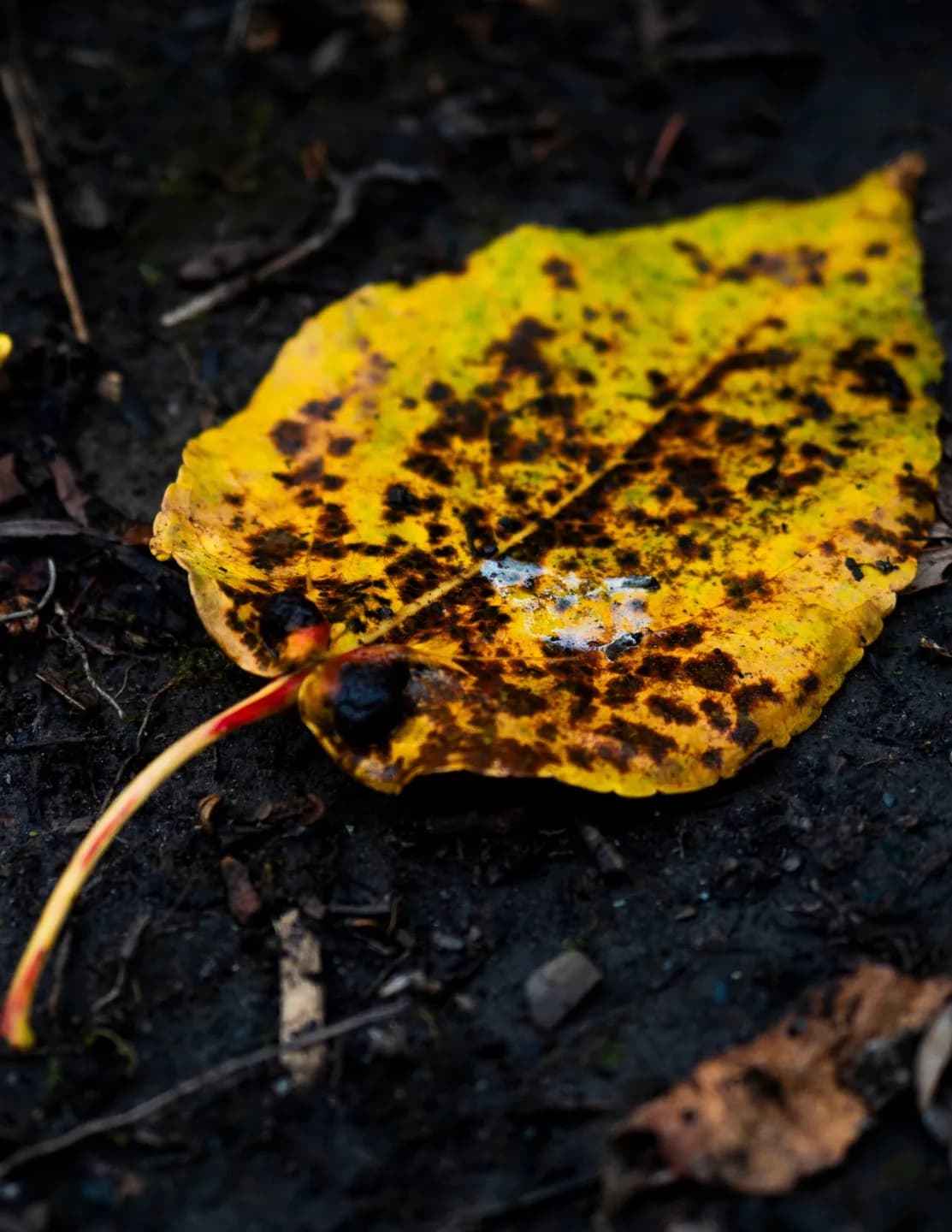 JZ Photography image
