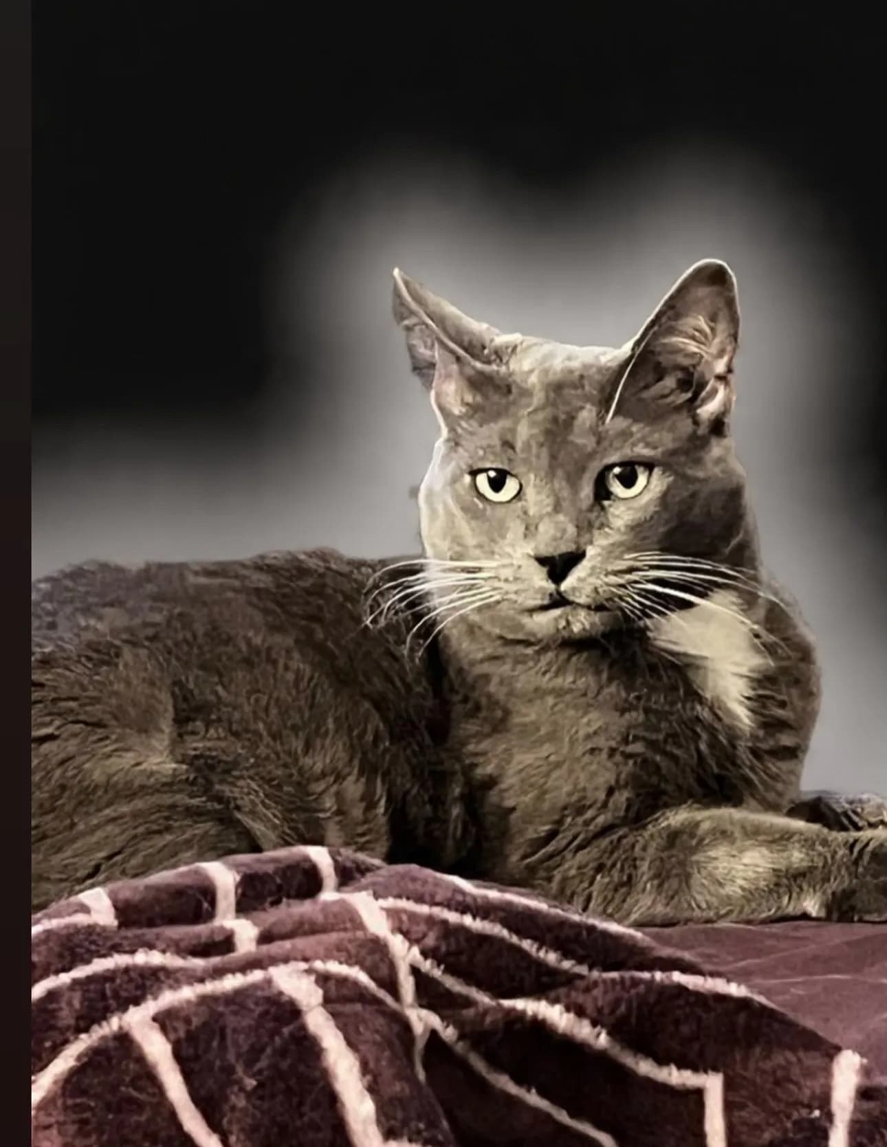 Mrs.Kat image