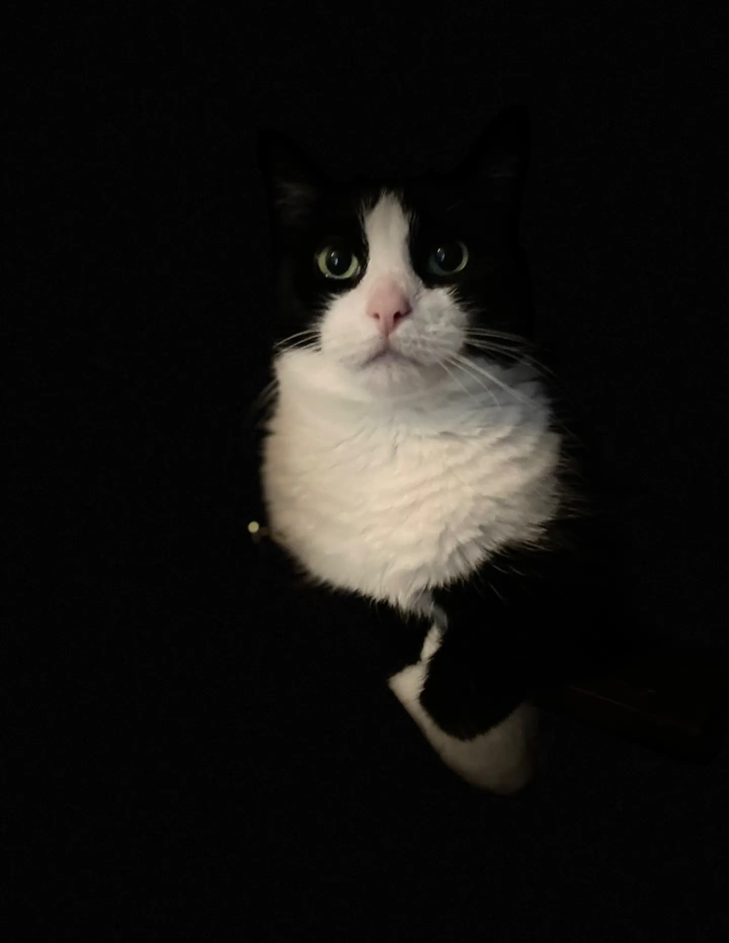 Kevin The Bold image