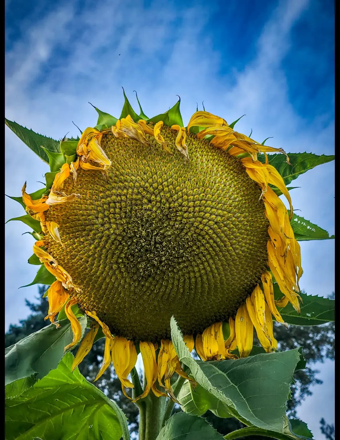 Chris.Zweigle image