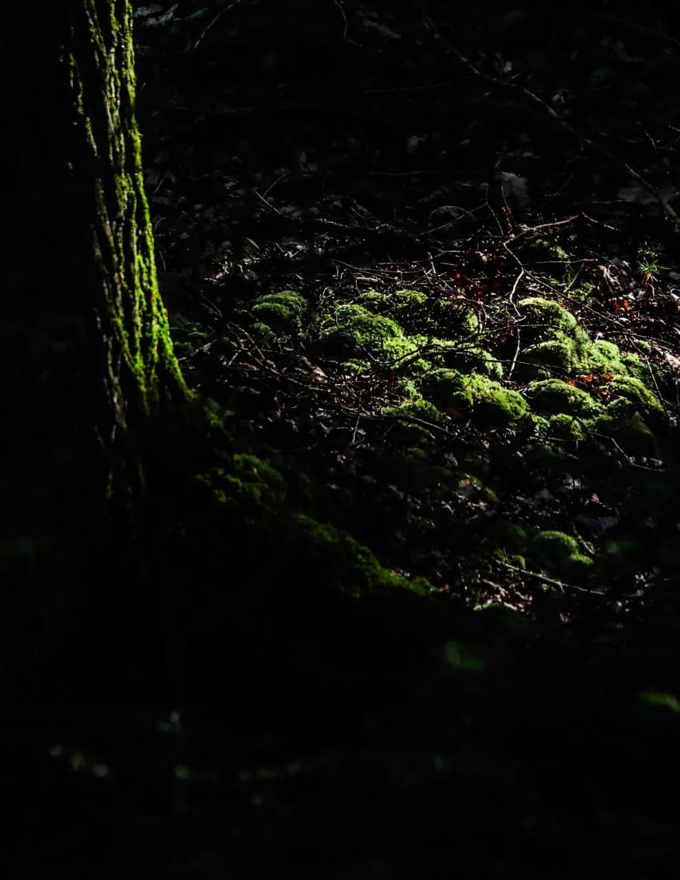 C McCain Photography image