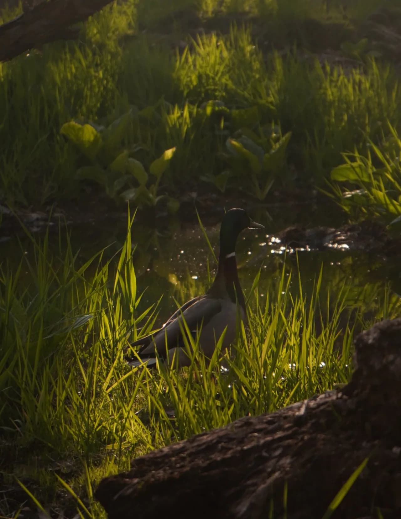 HiddenSceneOfSabr image