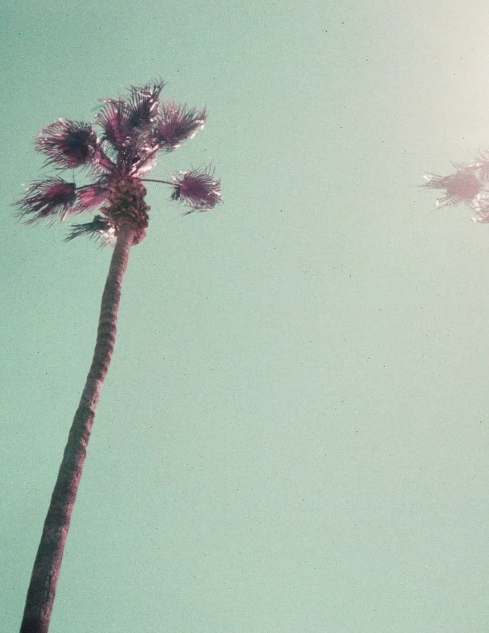 Dominic Cohn image