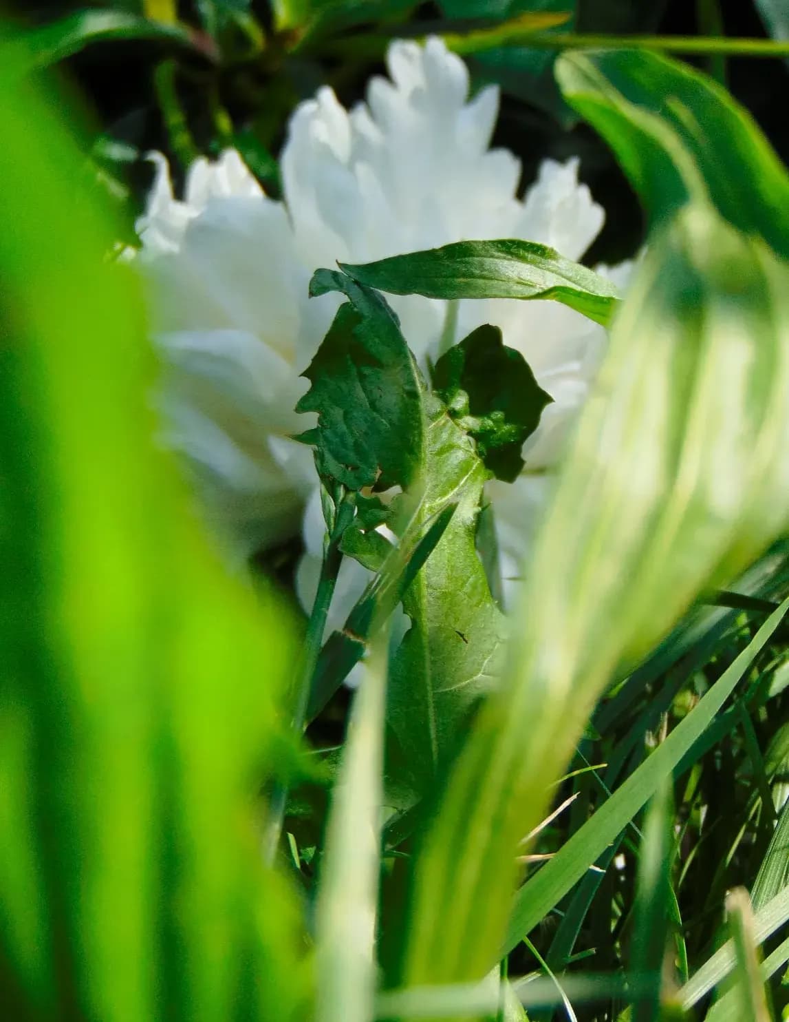 Trinity Rose image