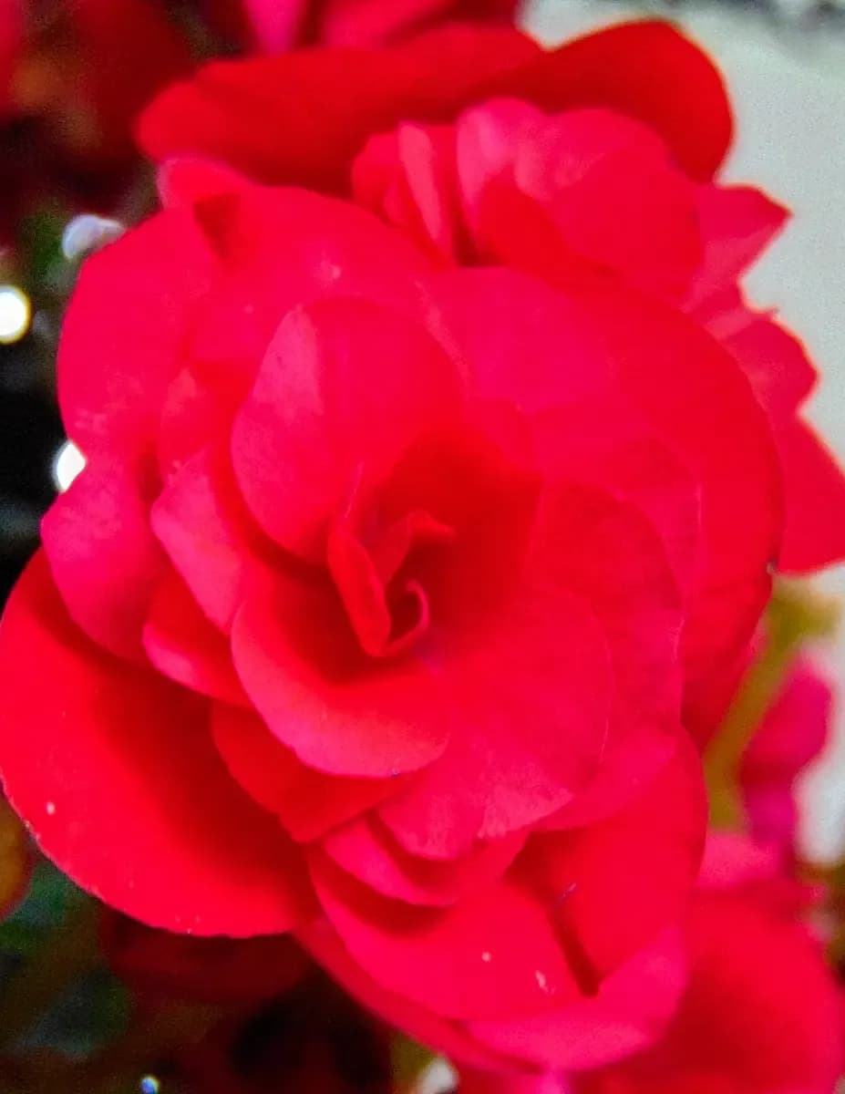 Trinity Rose image