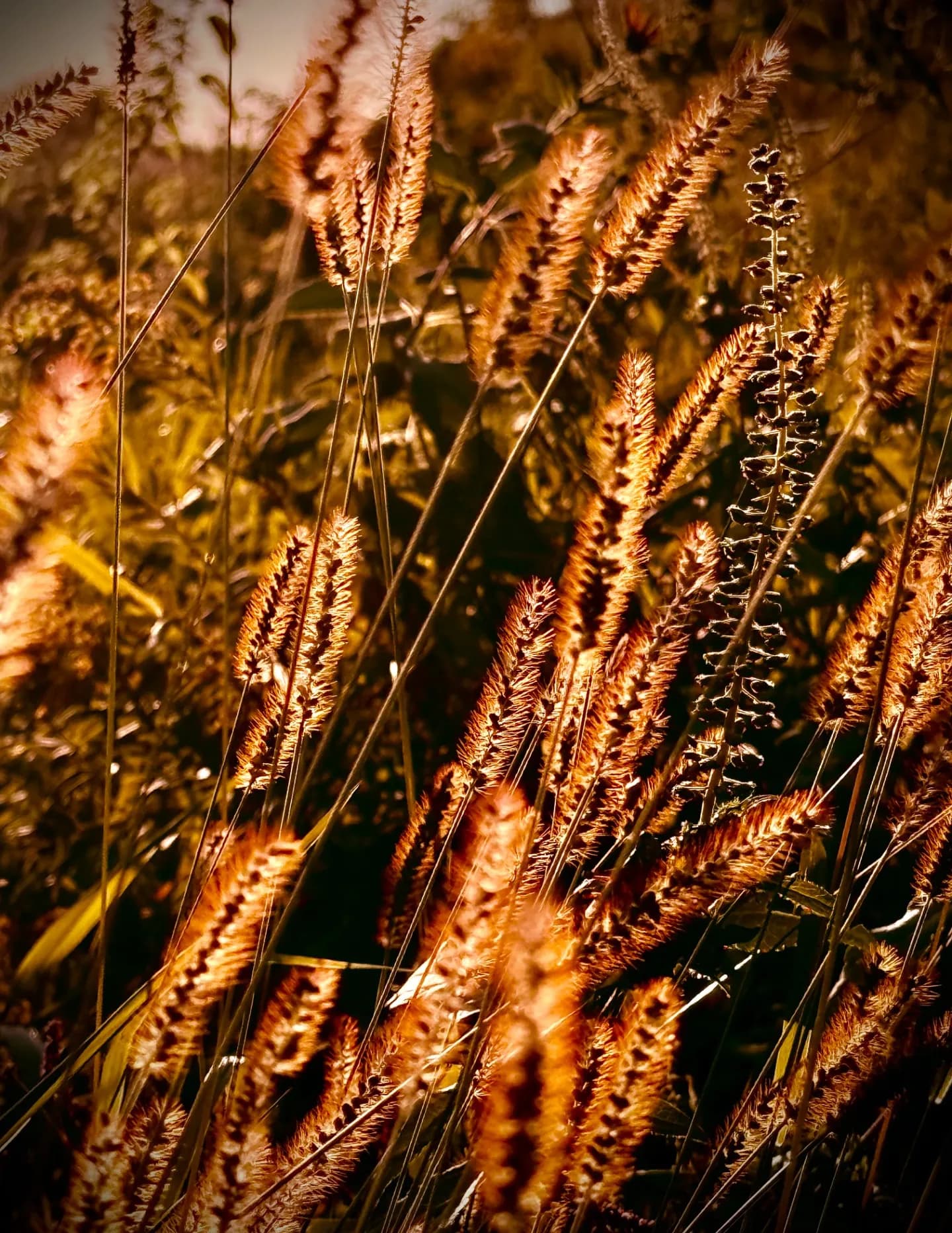 Xpressive Photography image
