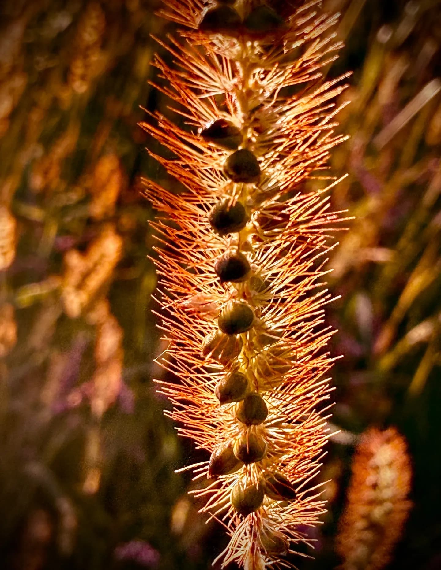 Xpressive Photography image