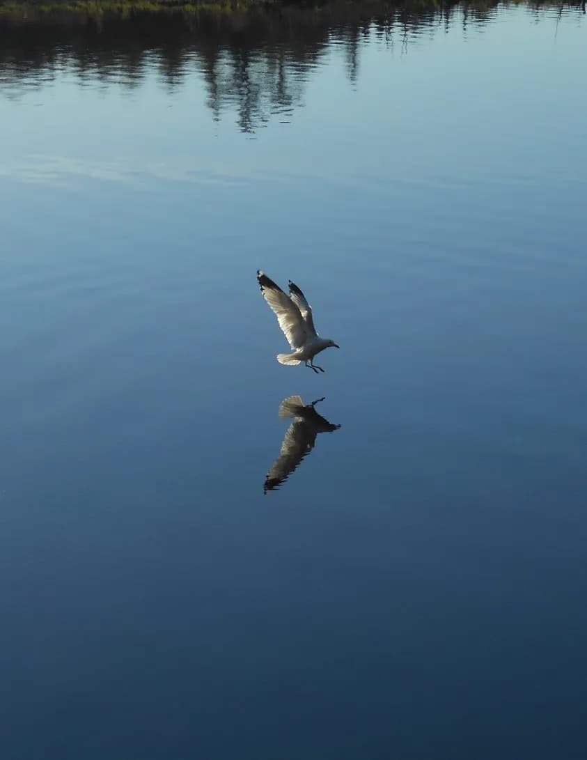 Jaybird image
