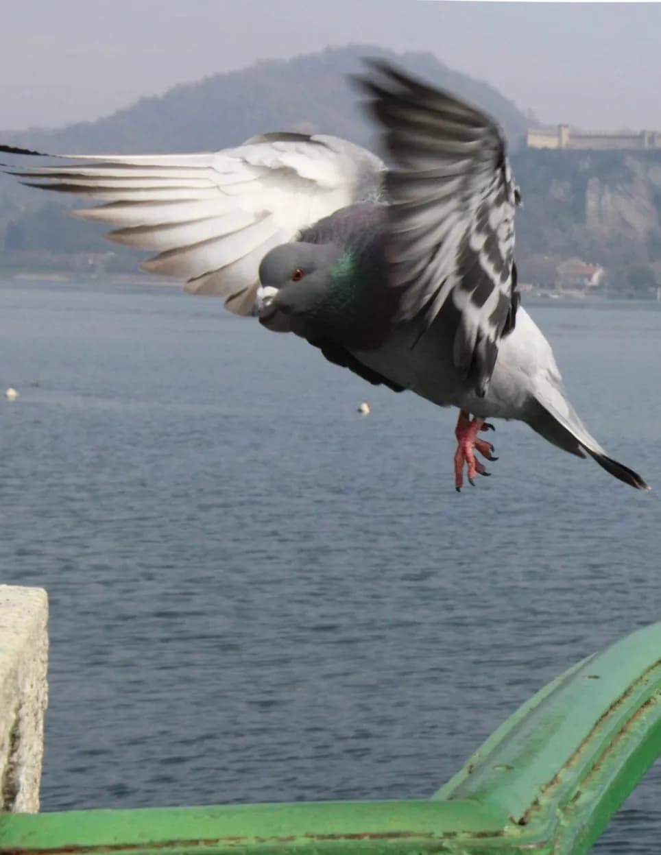 Jaybird image