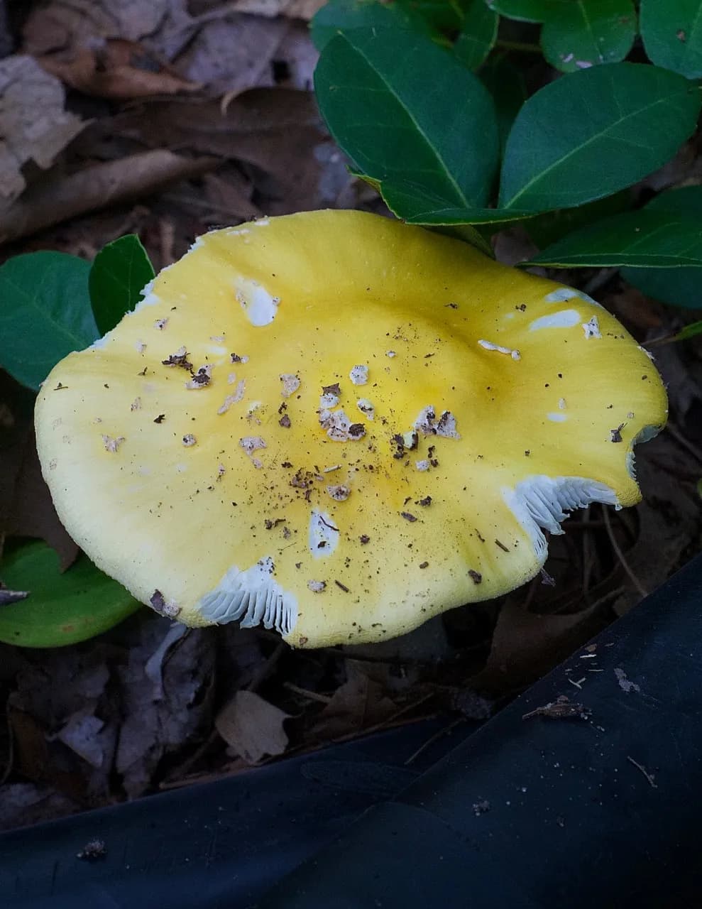 GloomyShroomy image