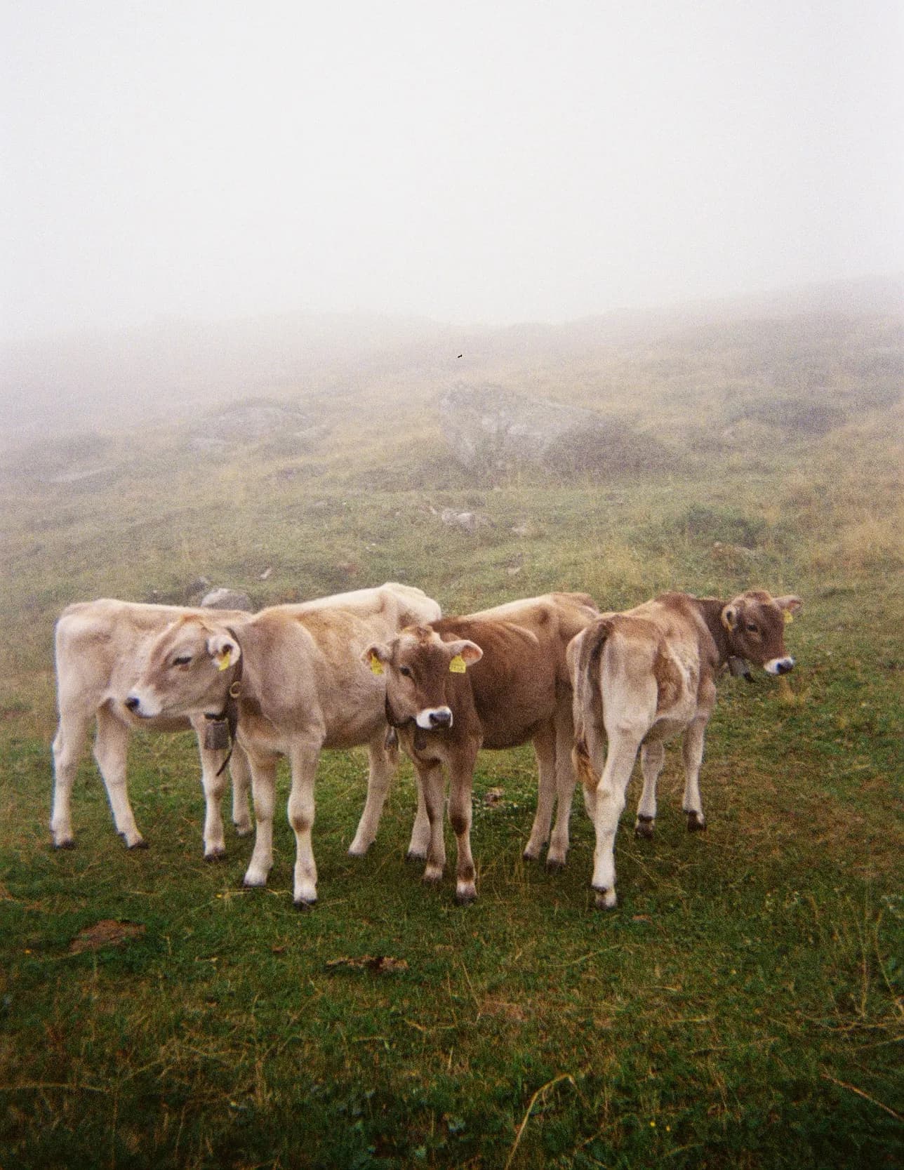 Raya Hurst image
