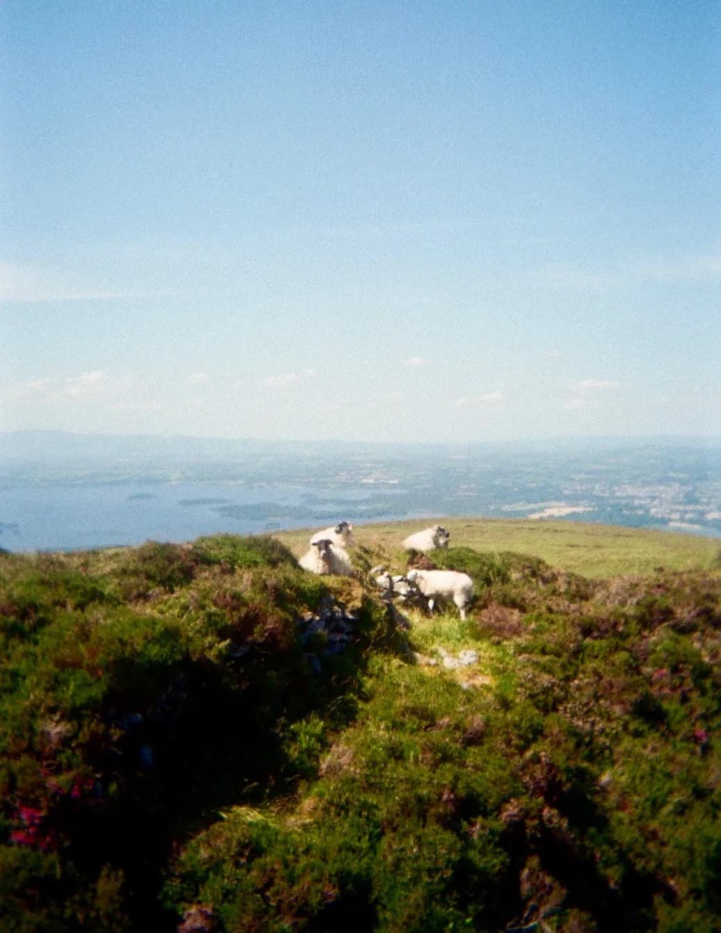 Raya Hurst image