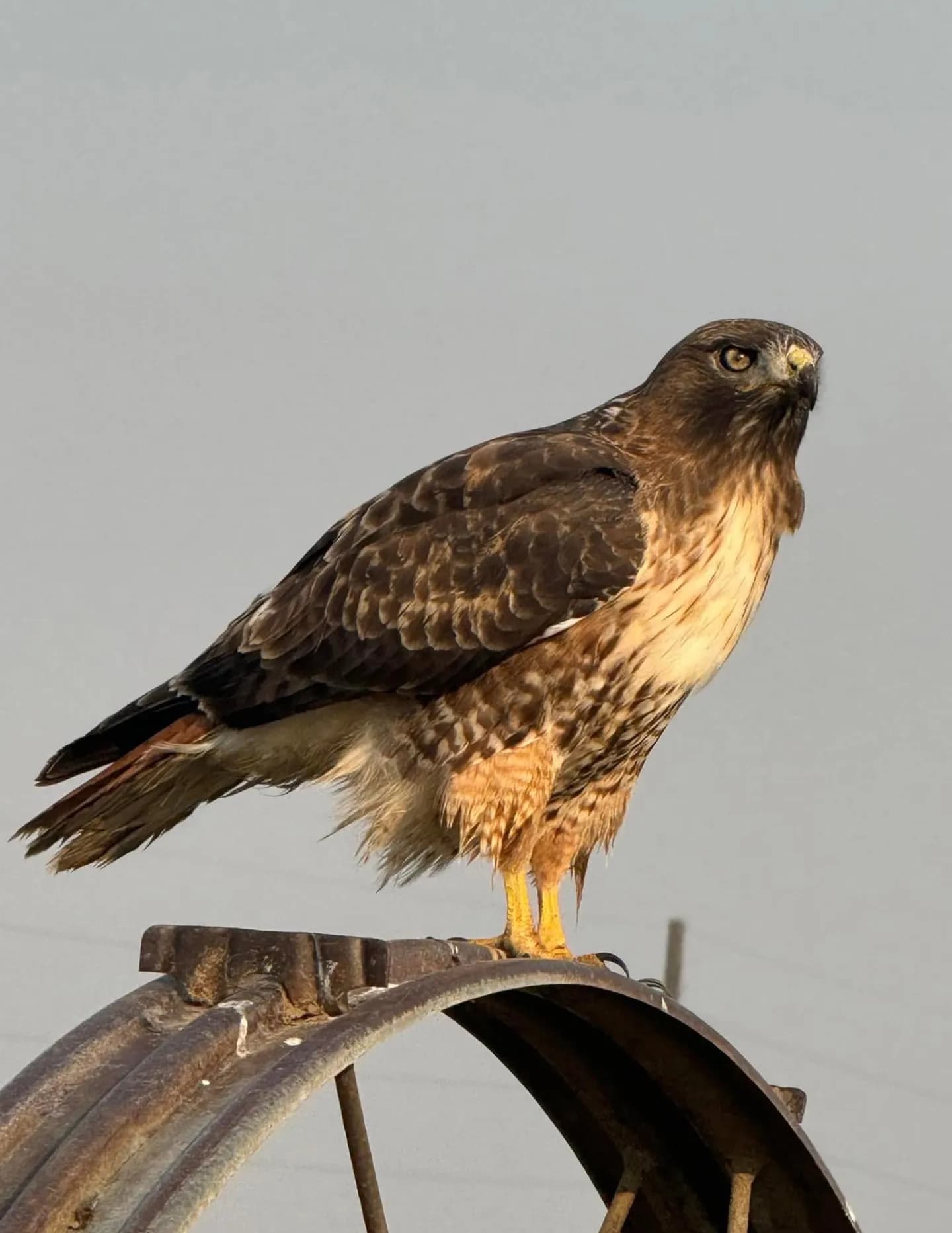 C. Rodriguez image