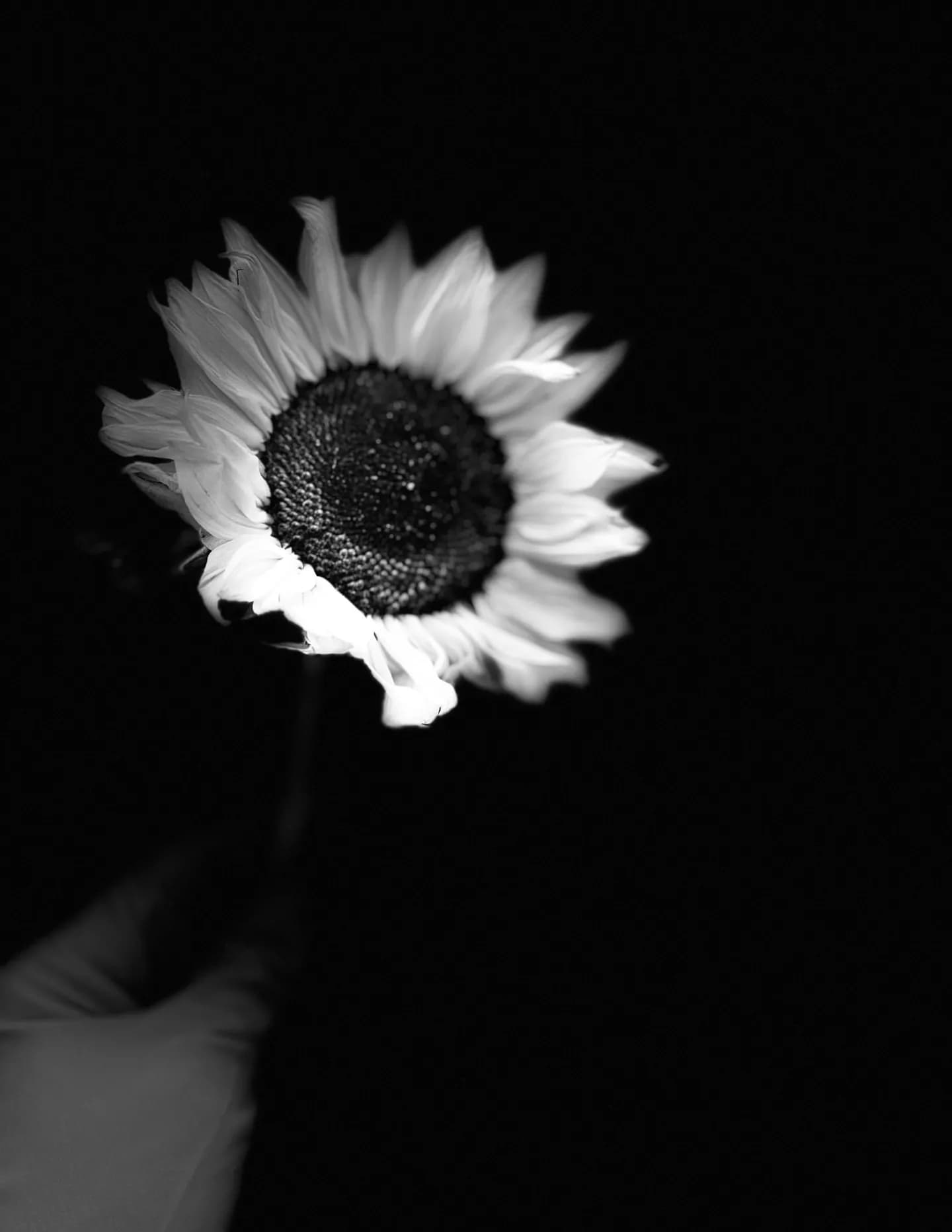 Frantz image