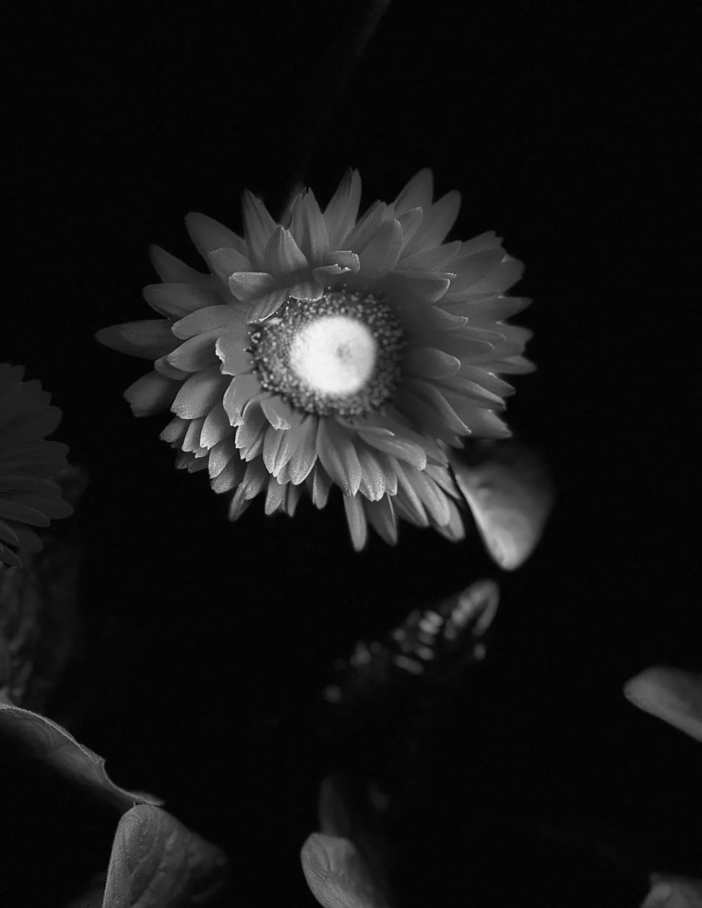 Frantz image