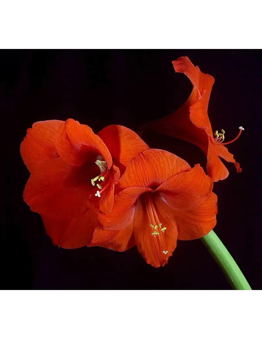 Mark Jenkins "MarkoJay" image